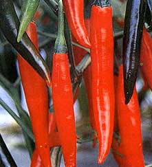 Hot peppers - medicinal herbs for bald people