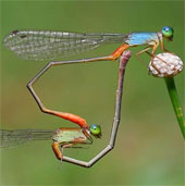 Hot scenes of animals