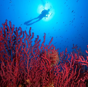 Hot seawater mysteriously makes white coral globally