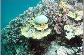 Hot seawater poses a danger to corals