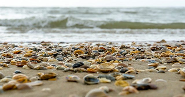 Hot sun 'boiled' hundreds of thousands of mussels and mussels along the coast