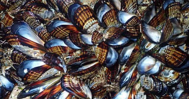 Hot sunshine record 'grilled' mussels turned on shells in the sea in California