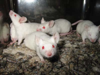 How accurate are the rat studies?