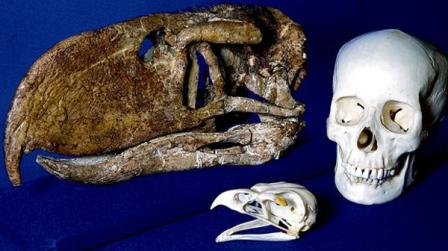 How ancient giant birds hunt