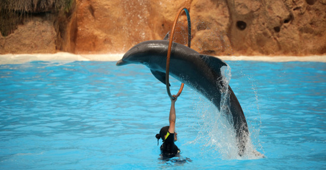 How are dolphins trained?