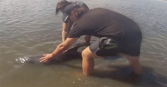 How are dolphins washed ashore, first aid?