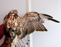 How are hawks grafted?