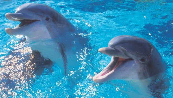 How are people treating dolphin friends?