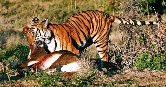 How are predatory tigers?