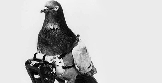 How are spy birds equipped?