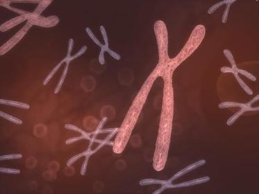 How can the DNA recovery system replicate chromosomes?