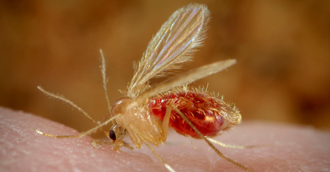 How dangerous is the carnivorous parasite caused by IS