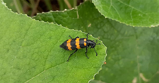 How dangerous is the caterpillar poisoning?