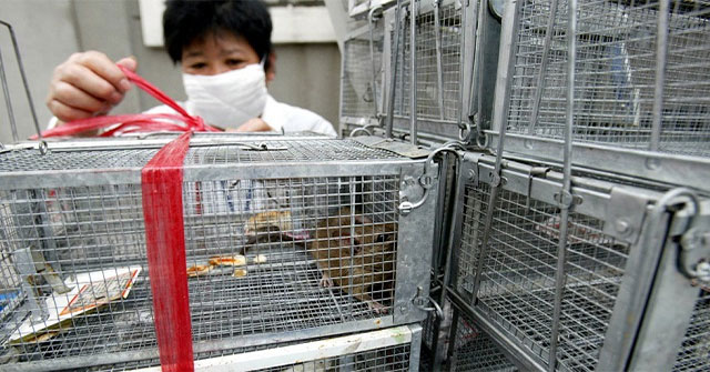How deadly is the hanta virus in China?