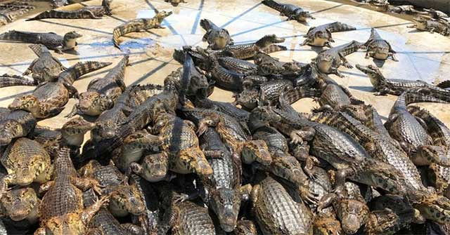 How did crocodile breed?