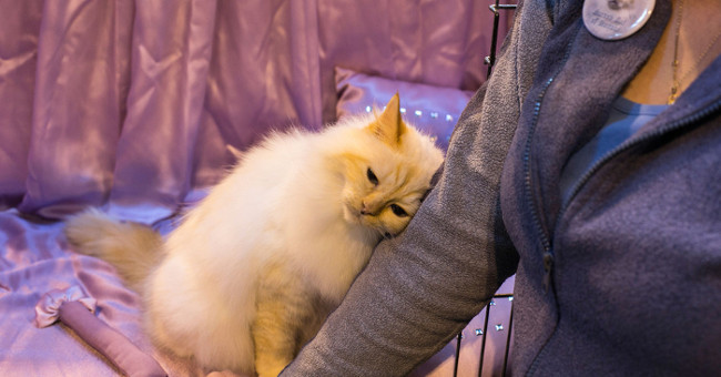How did humans tame cats?