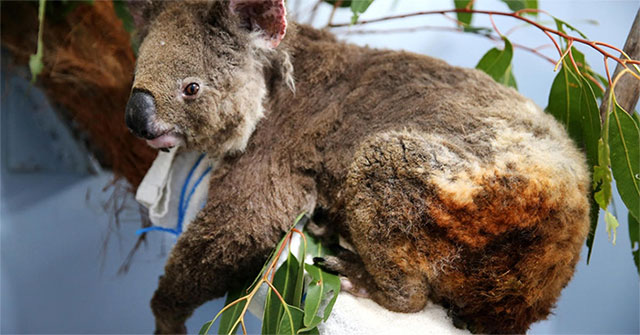 How did Koala bears survive the bushfire in Australia?