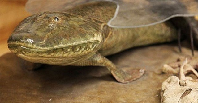 How did the ancient fish Tiktaalik roseae walk on the ground?