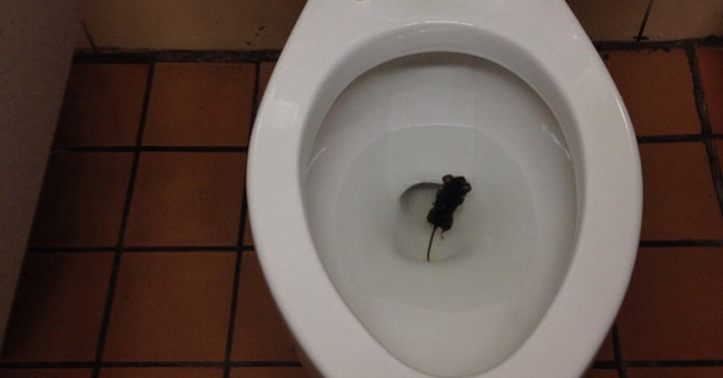 How did the mouse break into the house through the toilet?