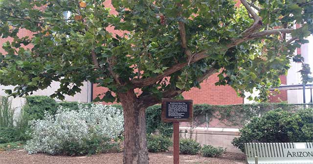 How did the trees ever go to the Moon?