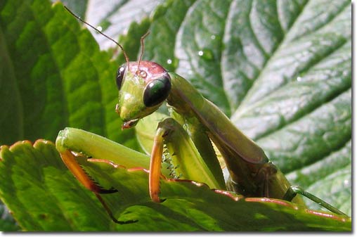 How do animals identify sounds around?