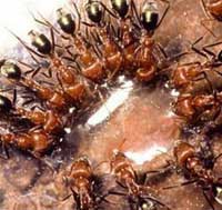 How do ants guide each other?