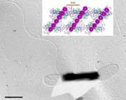 How do bacteria recognize their surroundings?