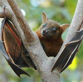 How do bats spread disease globally?