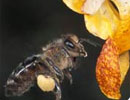 How do bees fly?