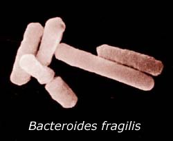 How do beneficial bacteria protect us?