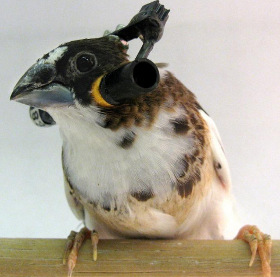 How do birds learn to sing?