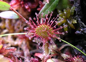 How do carnivorous plants work?