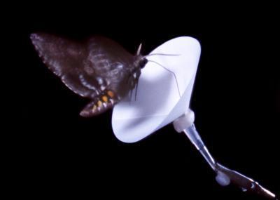 How do caterpillars recognize the scent of flowers?