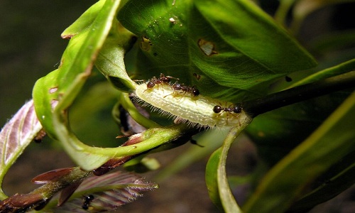 How do caterpillars turn into bodyguards?