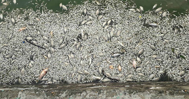 How do dead fish poison for people to eat?