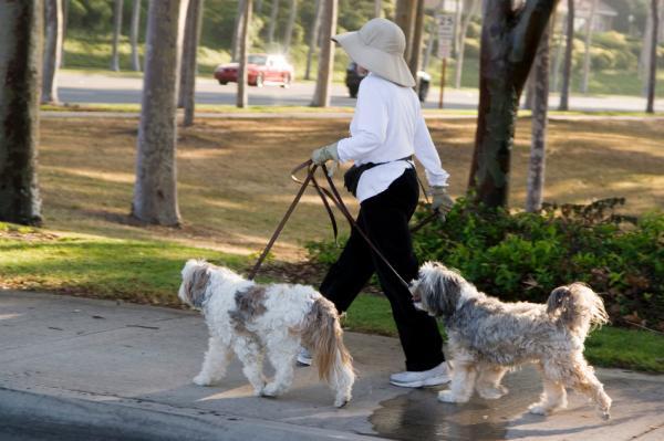 How do dogs and four-legged animals go?