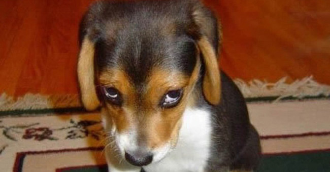 How do dogs avoid being vented by humans?