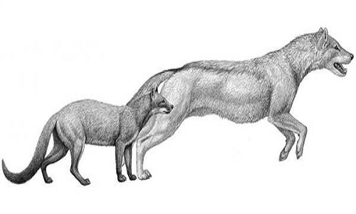 How do dogs turn into wolves?