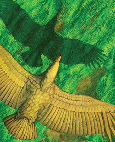 How do giant birds fly?