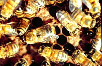 How do honey bees regulate the temperature in the nest?