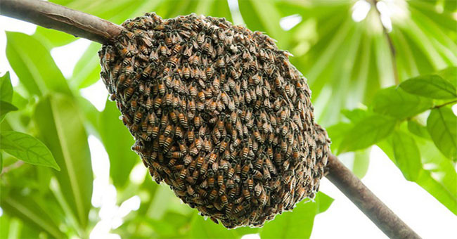 How do honeybee clusters overcome the wind blows?