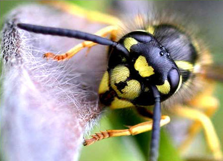 How do hornets communicate to each other?