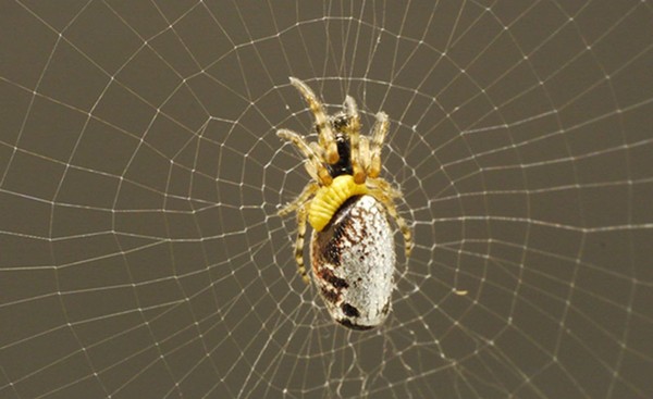 How do hornets turn spiders into zombies?