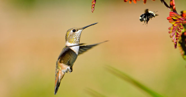 How do hummingbirds find mates?