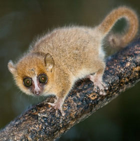 How do lemurs avoid inbreeding?