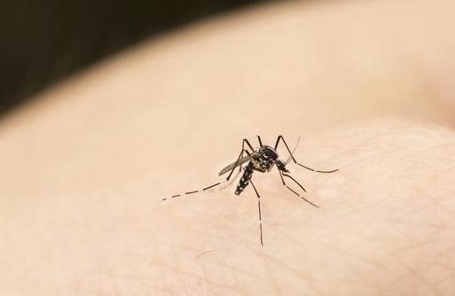 How do mosquitoes seek targets to burn?
