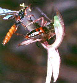 How do orchids affect their pollinators?