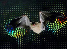 How do other flying bats look like?