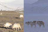 How do reindeer spend the winter school night?