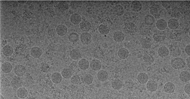 How do scientists capture a virus image?